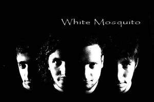 WHITE MOSQUITO