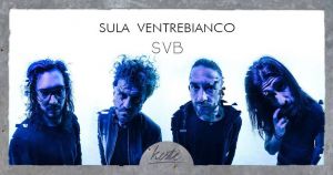 sula ventrebianco